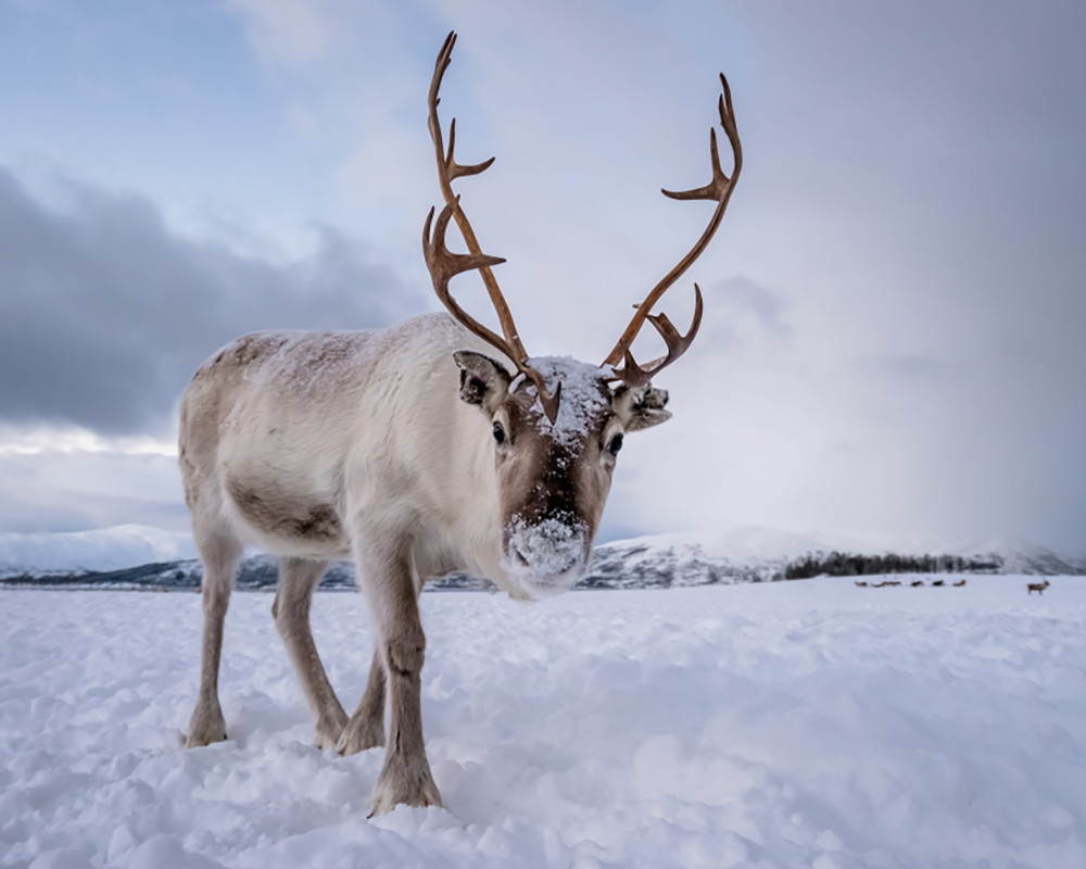 Arctic Reindeer & Ice Realms — Lapland’s Winter Magic