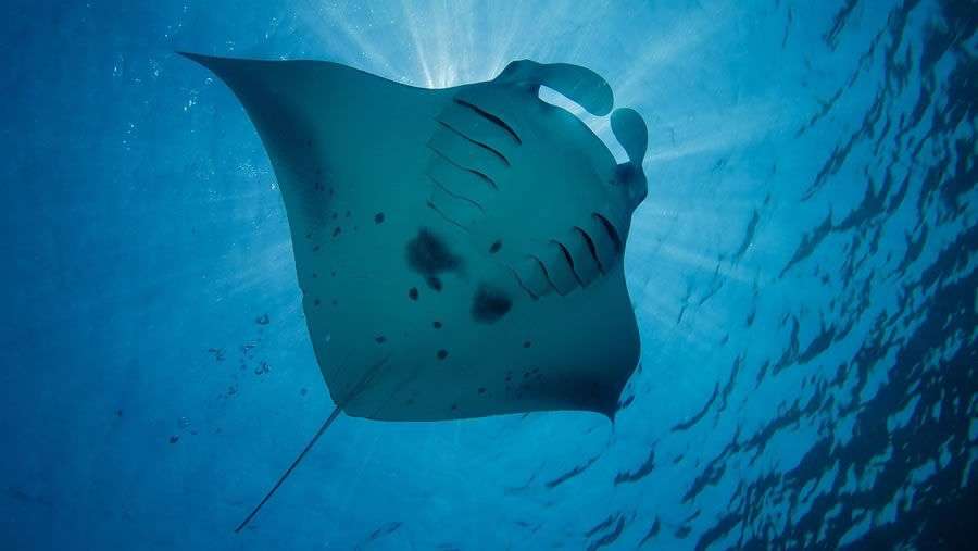 maldives-diving-snorkelling-900x507